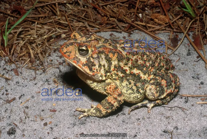  : Southern Toad