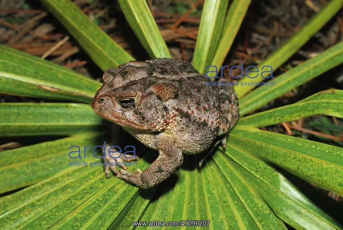 : Southern Toad : Southern Toad