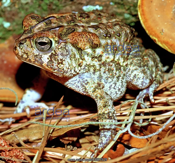 : Southern Toad (Bufo terrestris) : Southern Toad (Bufo terrestris)