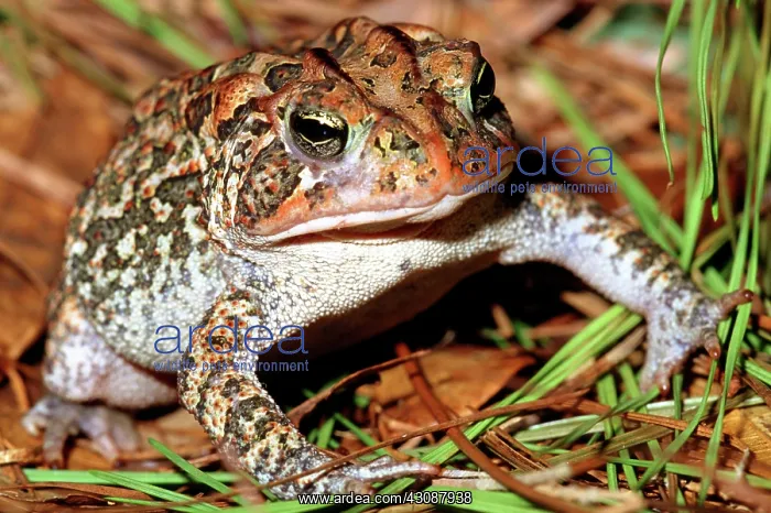 : Southern Toad (Bufo terrestris) : Southern Toad (Bufo terrestris)