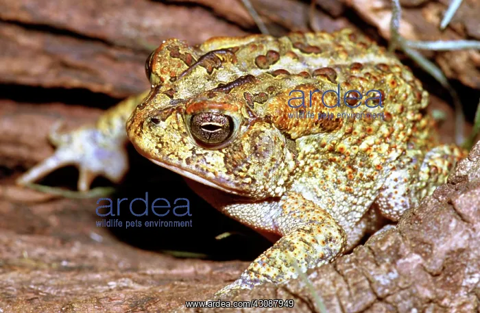 : Southern Toad (Bufo terrestris) : Southern Toad (Bufo terrestris)