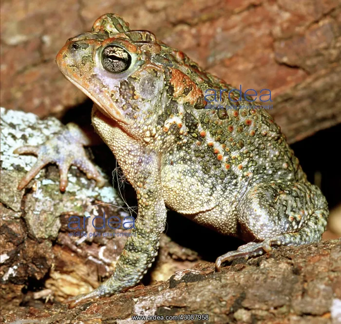 : Southern Toad (Bufo terrestris) : Southern Toad (Bufo terrestris)