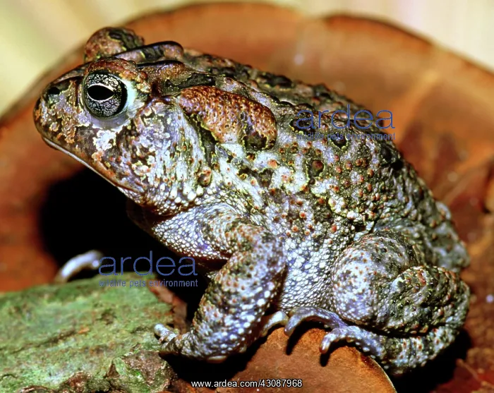 : Southern Toad (Bufo terrestris) : Southern Toad (Bufo terrestris)