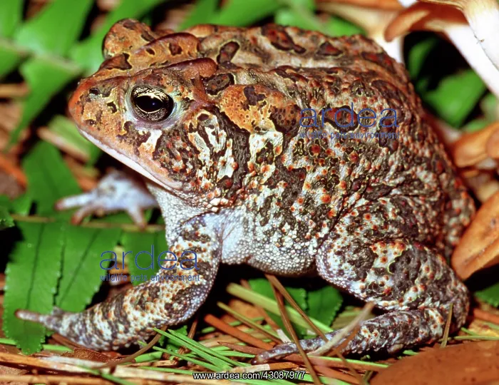 : Southern Toad (Bufo terrestris) : Southern Toad (Bufo terrestris)