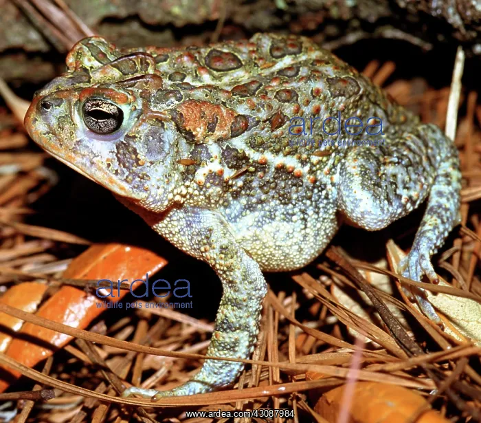 : Southern Toad (Bufo terrestris) : Southern Toad (Bufo terrestris)
