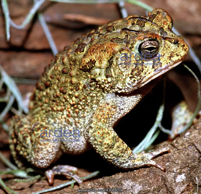 : Southern Toad (Bufo terrestris) : Southern Toad (Bufo terrestris)