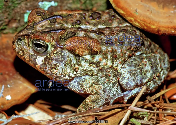 : Southern Toad (Bufo terrestris) : Southern Toad (Bufo terrestris)