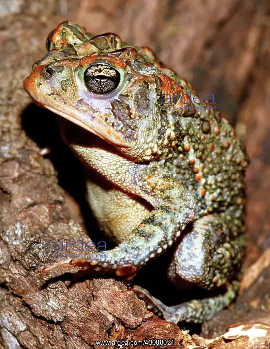 : Southern Toad (Bufo terrestris) : Southern Toad (Bufo terrestris)