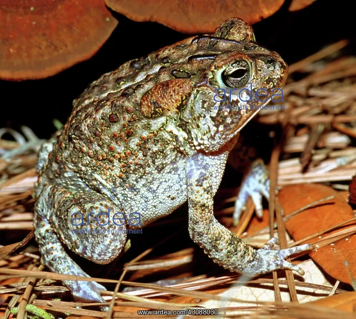 : Southern Toad (Bufo terrestris) : Southern Toad (Bufo terrestris)