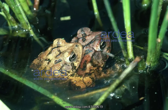 : Southern Toads : Southern Toads