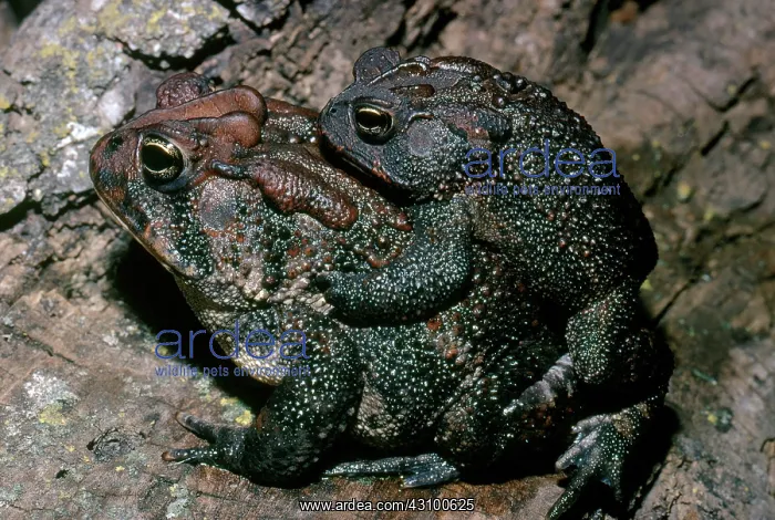 : Southern Toads : Southern Toads
