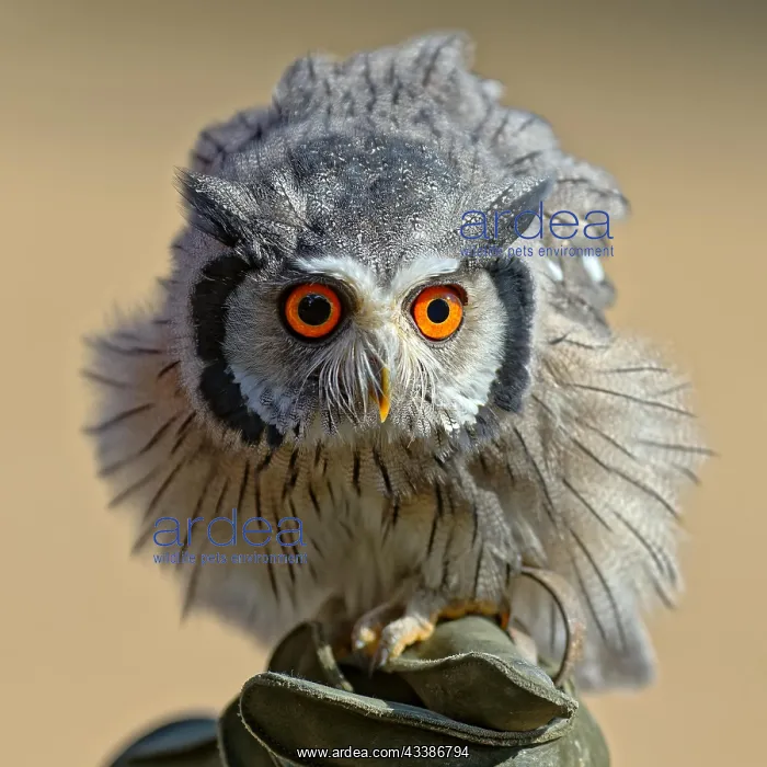: Southern tufted owl : Southern tufted owl