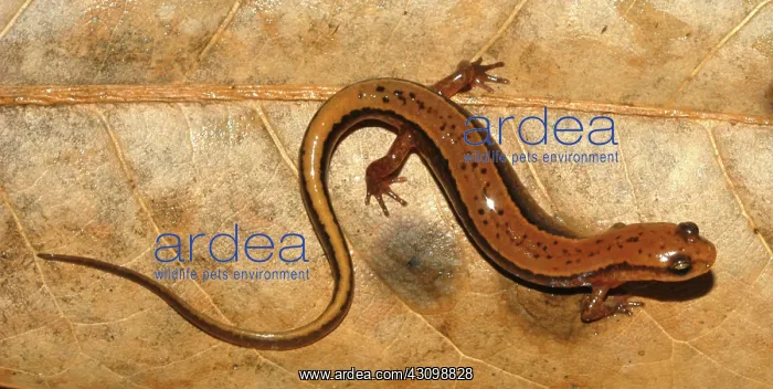 : Southern Two-lined Salamander : Southern Two-lined Salamander