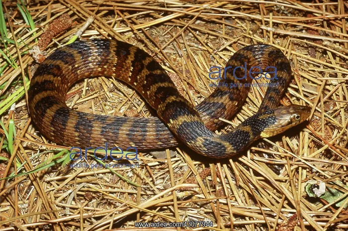 : Southern Water Snake : Southern Water Snake