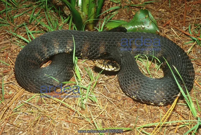 : Southern Water Snake (Nerodia fasciata) : Southern Water Snake (Nerodia fasciata)