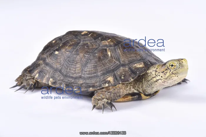 : Southern western pond turtle (Actinemys marmorata : Southern western pond turtle (Actinemys marmorata