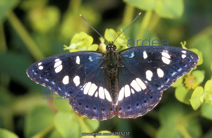 : Southern White Admiral BUTTERFLY : Southern White Admiral BUTTERFLY