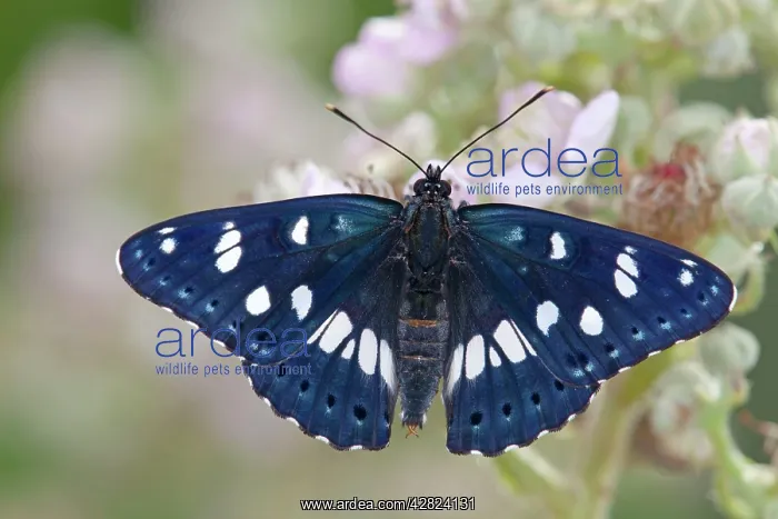 : Southern White Admiral Butterfly - bramble flower : Southern White Admiral Butterfly - bramble flower