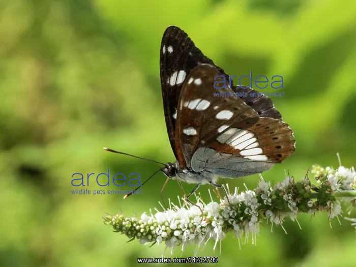  : Southern white admiral - underside - France