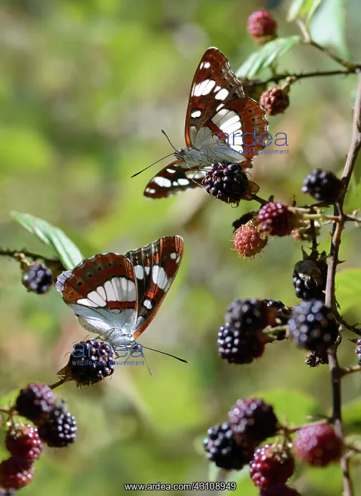 : Southern White Admirals (Limenitis reducta) on Blackberries : Southern White Admirals (Limenitis reducta) on Blackberries