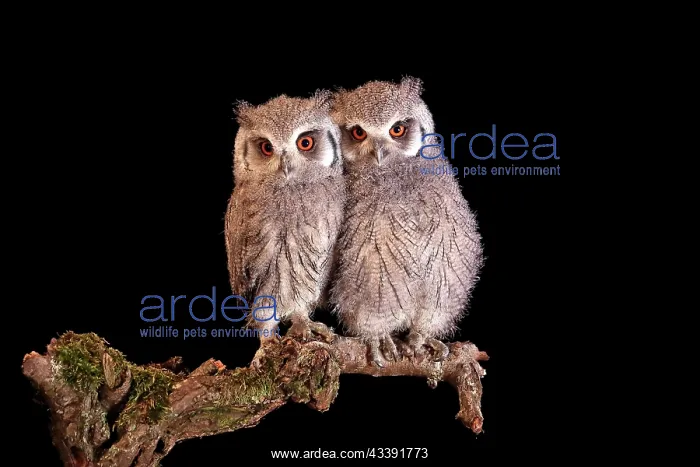  : Southern white-faced owl (Ptilopsis granti), juvenile