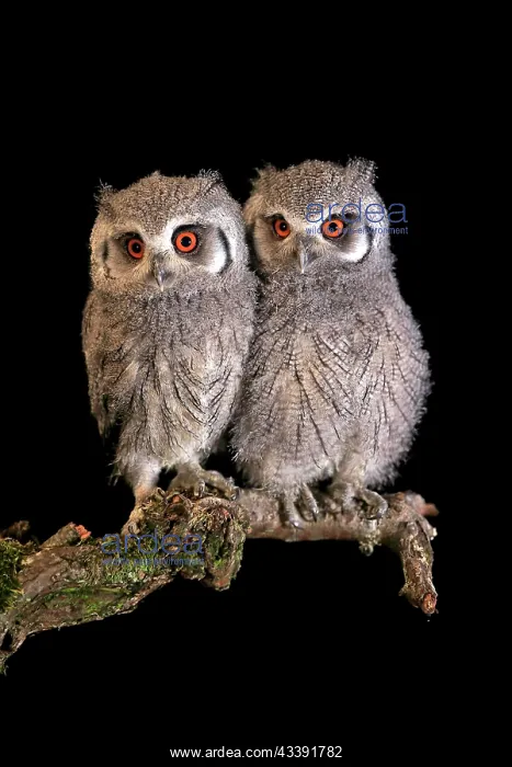 : Southern white-faced owl (Ptilopsis granti), juvenile : Southern white-faced owl (Ptilopsis granti), juvenile
