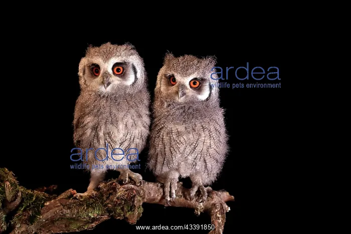 : Southern white-faced owl (Ptilopsis granti), juvenile : Southern white-faced owl (Ptilopsis granti), juvenile