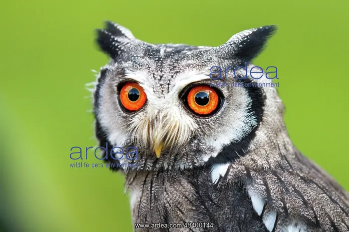 : Southern white-faced owl (Ptilopsis granti), captive : Southern white-faced owl (Ptilopsis granti), captive