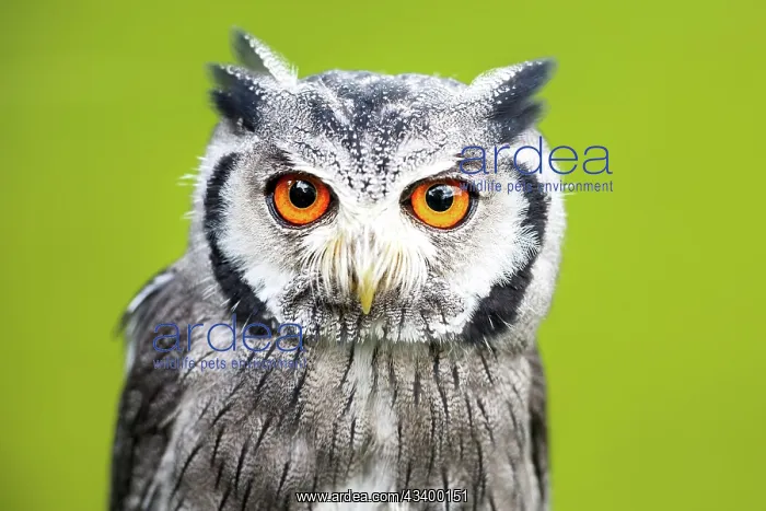 : Southern white-faced owl (Ptilopsis granti), captive : Southern white-faced owl (Ptilopsis granti), captive
