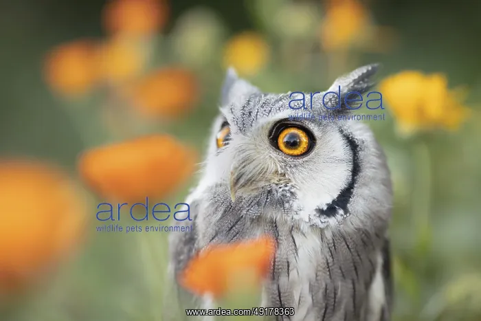 : Southern White-faced Owl (Ptilopsis granti) captive : Southern White-faced Owl (Ptilopsis granti) captive