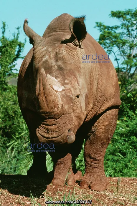 : SOUTHERN WHITE RHINOCEROS : SOUTHERN WHITE RHINOCEROS