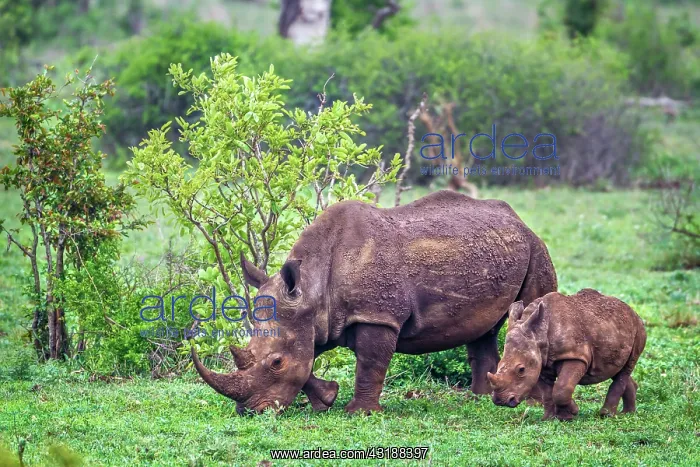 : Southern white rhinoceros (Ceratotherium simum simum) : Southern white rhinoceros (Ceratotherium simum simum)