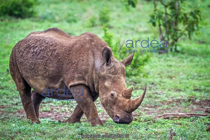 : Southern white rhinoceros (Ceratotherium simum simum) : Southern white rhinoceros (Ceratotherium simum simum)