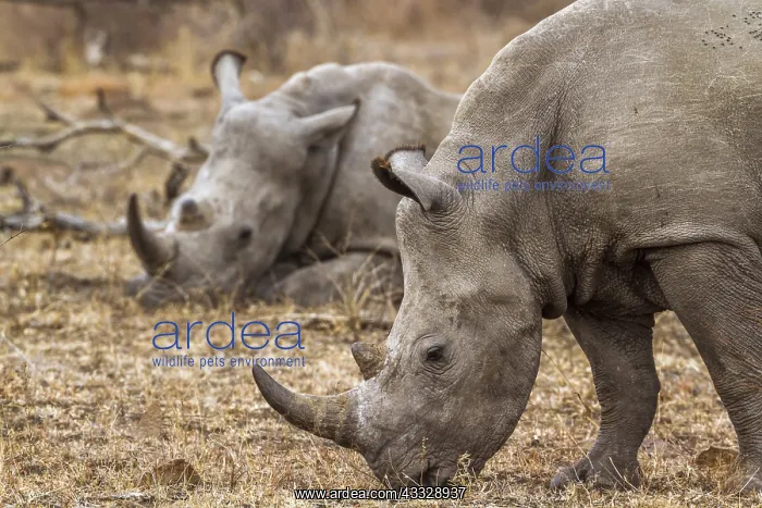 : Southern white rhinoceros (Ceratotherium simum simum) : Southern white rhinoceros (Ceratotherium simum simum)