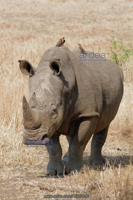 : Southern white rhinoceros (Ceratotherium simum simum) : Southern white rhinoceros (Ceratotherium simum simum)
