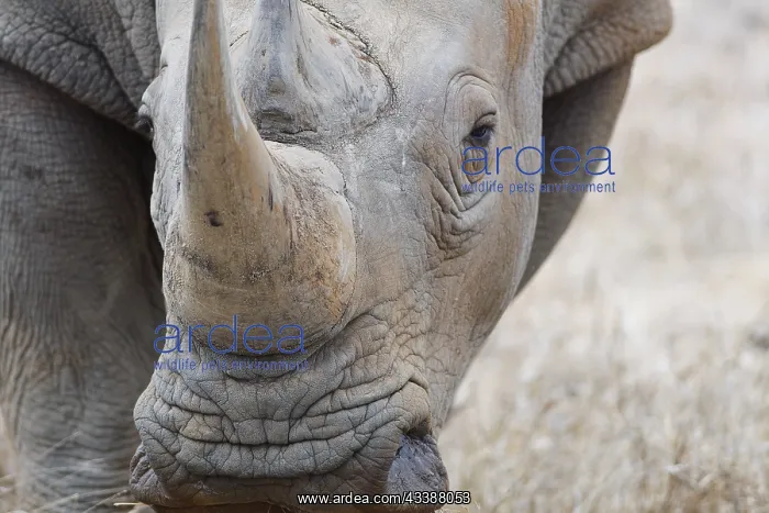 : Southern white rhinoceros (Ceratotherium simum simum) : Southern white rhinoceros (Ceratotherium simum simum)