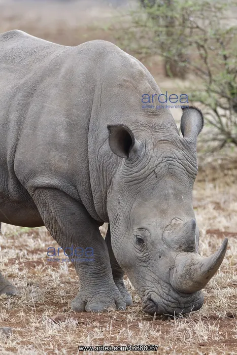 : Southern white rhinoceros (Ceratotherium simum simum) : Southern white rhinoceros (Ceratotherium simum simum)