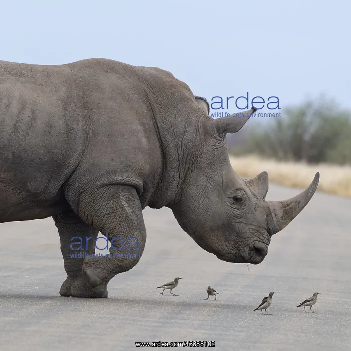 : Southern white rhinoceros (Ceratotherium simum simum) : Southern white rhinoceros (Ceratotherium simum simum)