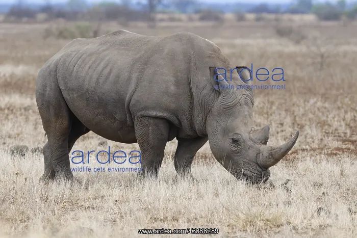 : Southern white rhinoceros (Ceratotherium simum simum) : Southern white rhinoceros (Ceratotherium simum simum)