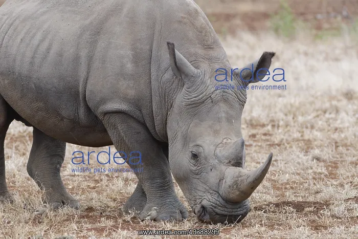  : Southern white rhinoceros (Ceratotherium simum simum)