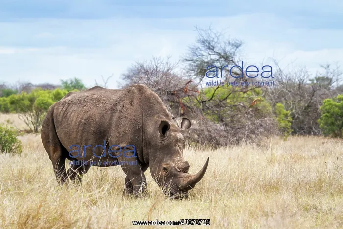 : Southern white rhinoceros in Kruger National park : Southern white rhinoceros in Kruger National park