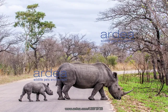 : Southern white rhinoceros in Kruger National park : Southern white rhinoceros in Kruger National park