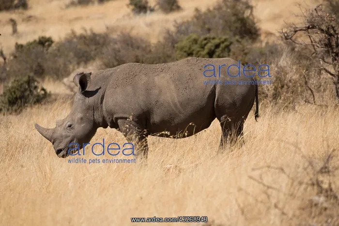 : One Southern white rhinoceros, or southern square-lipped : One Southern white rhinoceros, or southern square-lipped