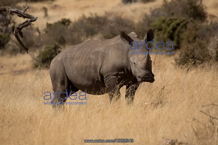 : One Southern white rhinoceros, or southern square-lipped : One Southern white rhinoceros, or southern square-lipped