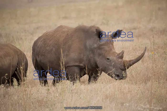 : Southern white rhinoceros, or southern square-lipped : Southern white rhinoceros, or southern square-lipped