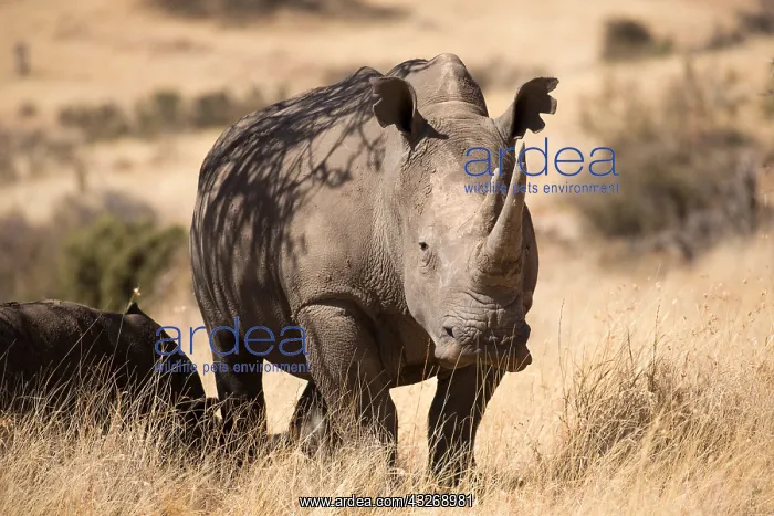 : Southern white rhinoceros, or southern square-lipped : Southern white rhinoceros, or southern square-lipped