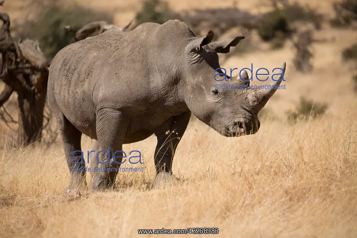 : One Southern white rhinoceros, or southern square-lipped : One Southern white rhinoceros, or southern square-lipped