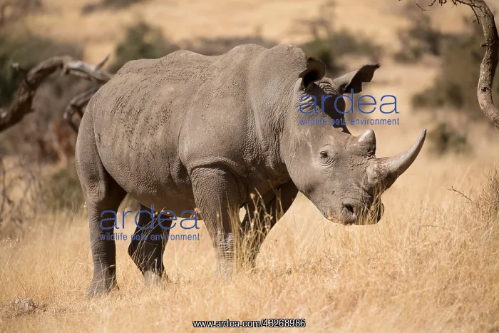 : One Southern white rhinoceros, or southern square-lipped : One Southern white rhinoceros, or southern square-lipped