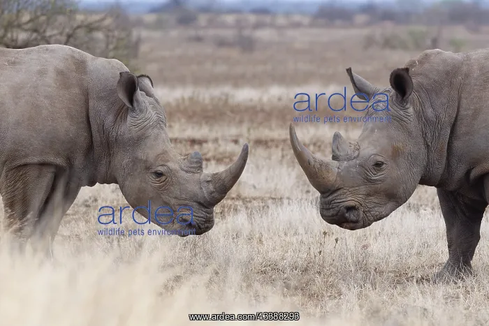 : Southern white rhinoceroses (Ceratotherium simum : Southern white rhinoceroses (Ceratotherium simum