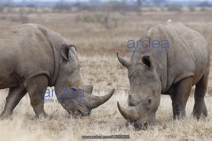 : Southern white rhinoceroses (Ceratotherium simum : Southern white rhinoceroses (Ceratotherium simum